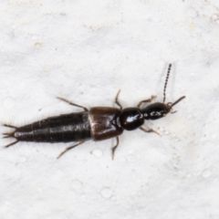 Thyreocephalus (genus) (Rove beetle) at Melba, ACT - 28 Oct 2021 by kasiaaus