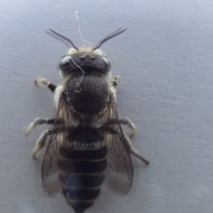 Megachile sp. (several subgenera) at McKellar, ACT - 2 Jan 2022