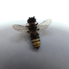Megachile sp. at suppressed - 2 Jan 2022