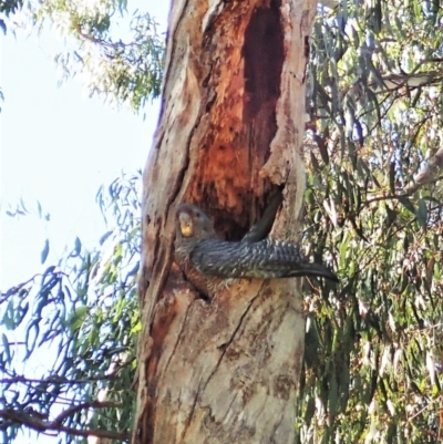 Callocephalon fimbriatum (Gang-gang Cockatoo) at Aranda Bushland - 1 Jan 2022 by CathB