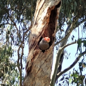 Callocephalon fimbriatum at Cook, ACT - 2 Jan 2022