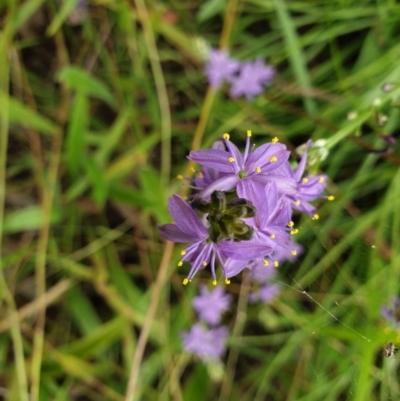 Caesia calliantha (Blue Grass-lily) at Mount Painter - 15 Dec 2021 by SarahHnatiuk