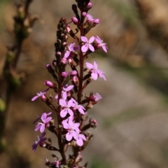 Stylidium graminifolium (grass triggerplant) at Tura Beach, NSW - 29 Dec 2021 by KylieWaldon