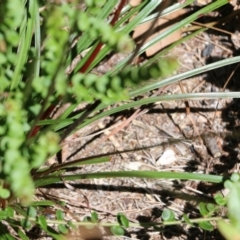 Stylidium graminifolium at Tura Beach, NSW - 29 Dec 2021