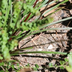 Stylidium graminifolium at Tura Beach, NSW - 29 Dec 2021