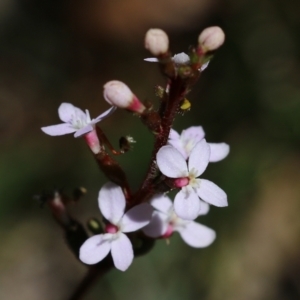 Stylidium sp. at Tura Beach, NSW - 29 Dec 2021