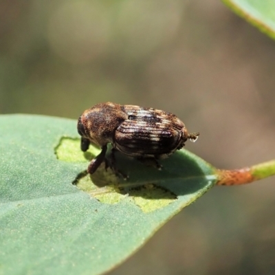 Neolaemosaccus sp. (genus) (A weevil) at Molonglo Valley, ACT - 31 Dec 2021 by CathB