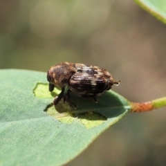 Neolaemosaccus sp. (genus) (A weevil) at Point 4598 - 31 Dec 2021 by CathB