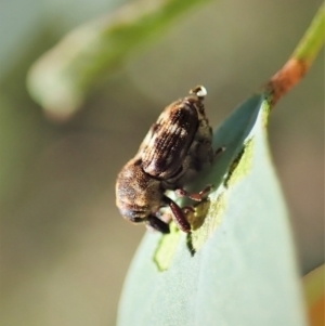 Neolaemosaccus sp. (genus) at Molonglo Valley, ACT - 1 Jan 2022