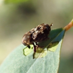 Neolaemosaccus sp. (genus) at Molonglo Valley, ACT - 1 Jan 2022