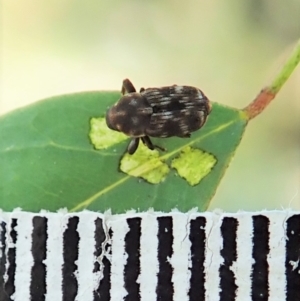 Neolaemosaccus sp. (genus) at Molonglo Valley, ACT - 1 Jan 2022