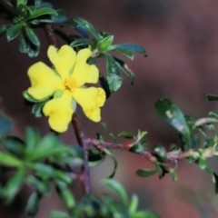 Hibbertia linearis (Showy Guinea Flower) at Tura Beach, NSW - 29 Dec 2021 by KylieWaldon