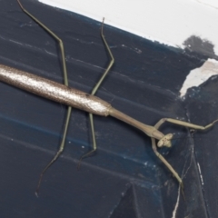 Archimantis latistyla (Stick Mantis, Large Brown Mantis) at Higgins, ACT - 2 Jan 2022 by AlisonMilton