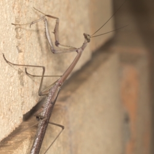 Archimantis latistyla at Higgins, ACT - 2 Jan 2022 06:52 AM