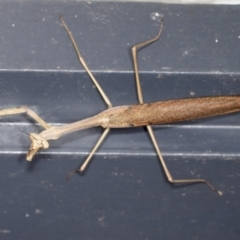 Archimantis latistyla at Higgins, ACT - 2 Jan 2022 06:52 AM