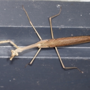 Archimantis latistyla at Higgins, ACT - 2 Jan 2022 06:52 AM