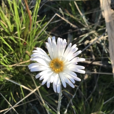 Celmisia tomentella (Common Snow Daisy) at Rendezvous Creek, ACT - 22 Dec 2021 by Tapirlord