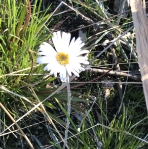 Celmisia tomentella at Rendezvous Creek, ACT - 22 Dec 2021