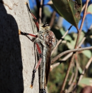 Neoaratus hercules at Aranda, ACT - 1 Jan 2022