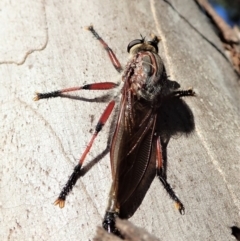 Neoaratus hercules at Aranda, ACT - 1 Jan 2022