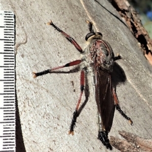 Neoaratus hercules at Aranda, ACT - 1 Jan 2022 07:46 AM