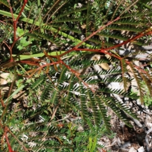 Acacia terminalis at Tura Beach, NSW - 29 Dec 2021