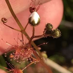 Drosera peltata at Rendezvous Creek, ACT - 22 Dec 2021