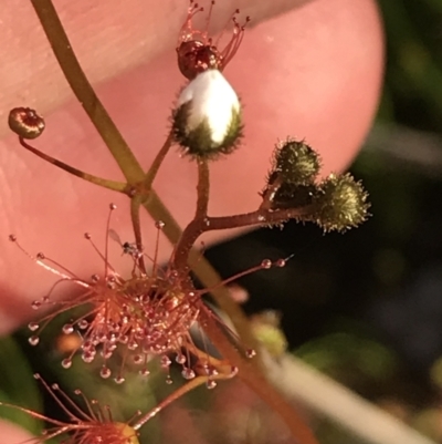 Drosera peltata (Shield Sundew) at Namadgi National Park - 21 Dec 2021 by Tapirlord