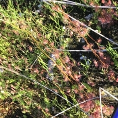 Drosera peltata at Rendezvous Creek, ACT - 22 Dec 2021