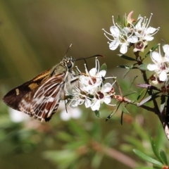 Hesperilla picta (Painted Skipper) at Tura Beach, NSW - 29 Dec 2021 by KylieWaldon