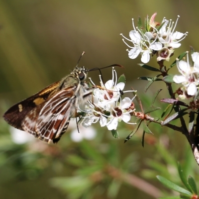 Hesperilla picta (Painted Skipper) at Tura Beach, NSW - 29 Dec 2021 by KylieWaldon