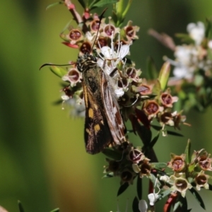 Hesperilla picta at Tura Beach, NSW - 29 Dec 2021