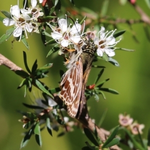 Hesperilla picta at Tura Beach, NSW - 29 Dec 2021