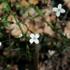 Mitrasacme polymorpha (Varied Mitrewort) at Tura Beach, NSW - 29 Dec 2021 by KylieWaldon