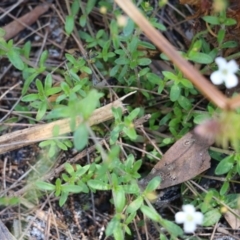 Mitrasacme polymorpha at Tura Beach, NSW - 29 Dec 2021 09:58 AM