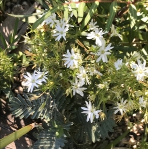 Stellaria pungens at Rendezvous Creek, ACT - 22 Dec 2021 07:04 AM