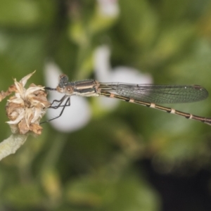 Austrolestes leda at Higgins, ACT - 2 Jan 2022