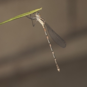 Austrolestes leda at Higgins, ACT - 2 Jan 2022