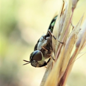 Odontomyia hunteri at Molonglo Valley, ACT - 1 Jan 2022