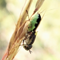 Odontomyia hunteri at Molonglo Valley, ACT - 1 Jan 2022