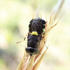 Odontomyia hunteri at Molonglo Valley, ACT - 1 Jan 2022