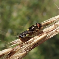 Odontomyia hunteri at Molonglo Valley, ACT - 1 Jan 2022