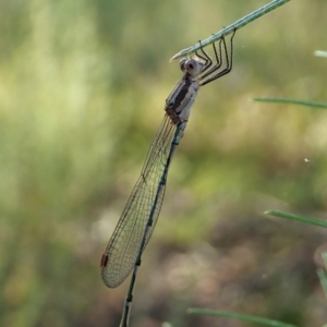 Austrolestes leda at Molonglo Valley, ACT - 1 Jan 2022 07:31 AM