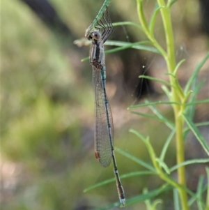 Austrolestes leda at Molonglo Valley, ACT - 1 Jan 2022