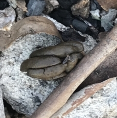 Phalangeridae (family) at Rendezvous Creek, ACT - 22 Dec 2021 07:33 AM