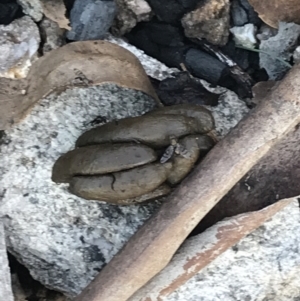 Phalangeridae (family) at Rendezvous Creek, ACT - 22 Dec 2021