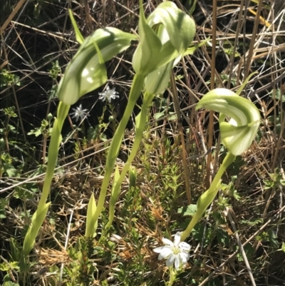 Pterostylis monticola (Large Mountain Greenhood) at Rendezvous Creek, ACT - 21 Dec 2021 by Tapirlord