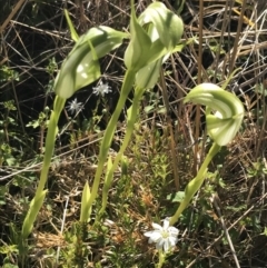 Pterostylis monticola (Large Mountain Greenhood) at Rendezvous Creek, ACT - 21 Dec 2021 by Tapirlord