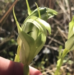 Pterostylis monticola at Rendezvous Creek, ACT - suppressed