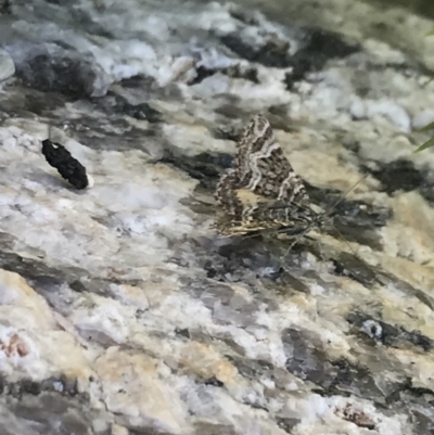 Unidentified Geometer moth (Geometridae) at Rendezvous Creek, ACT - 21 Dec 2021 by Tapirlord